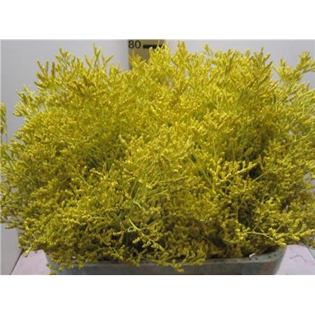 Limonium G Yellow c2380