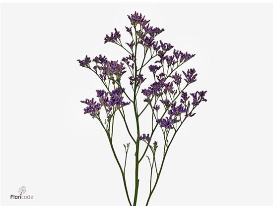 Limonium Piuma Dark Blue c2381