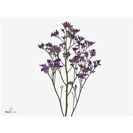 Limonium Piuma Dark Blue c2381