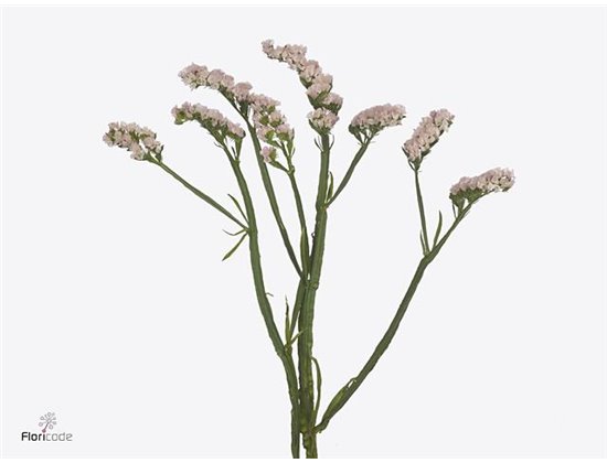 Limonium Piuma Dark Blue c2383