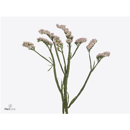 Limonium S Apricot Sun Birds c2384