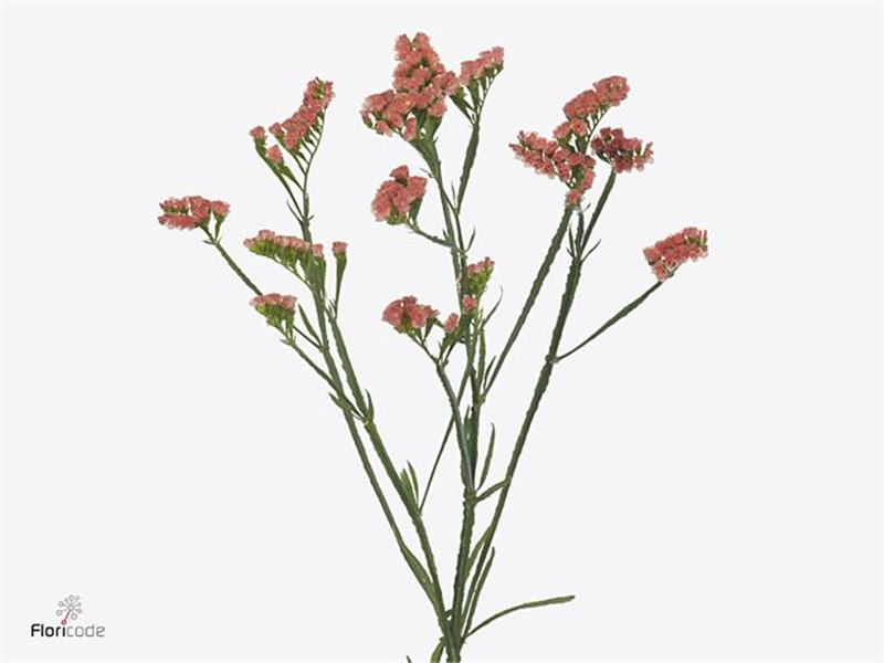 Limonium S Royal Orange c2387