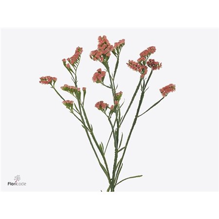 Limonium S Royal Orange c2387