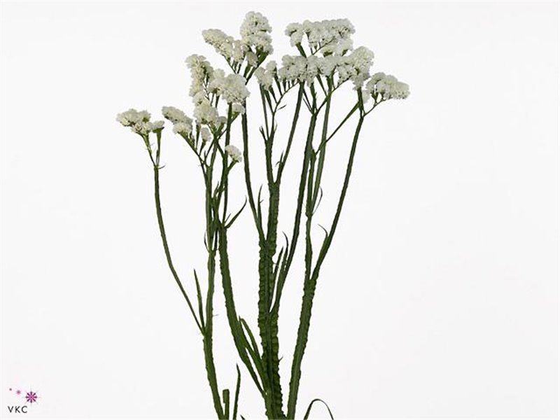 Limonium S Silv Sun Birds c2388