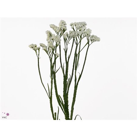 Limonium S Silv Sun Birds c2388