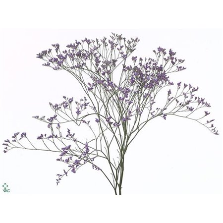 Limonium Saf Dark Blue c2392