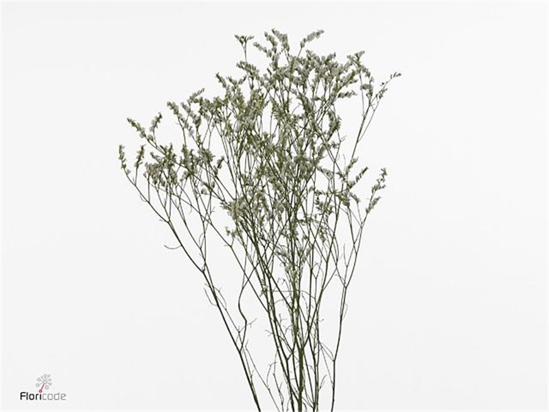 Limonium Sin Clear Diamon c2402