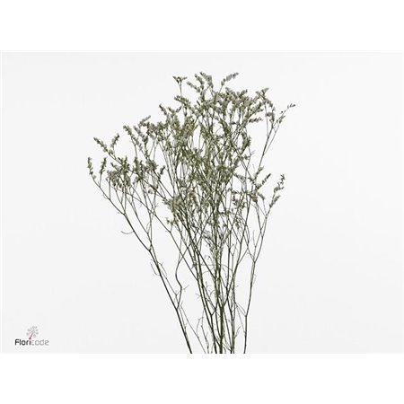 Limonium Sin Clear Diamon c2402