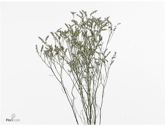 Limonium Sin Clear Diamon c2403
