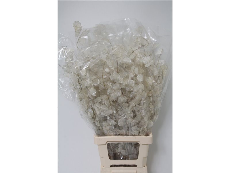 Limonium Sin Cool Diamond c2405