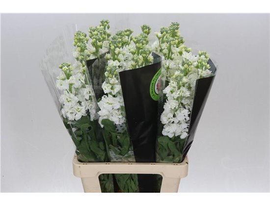 Matth. White 70cm c2436