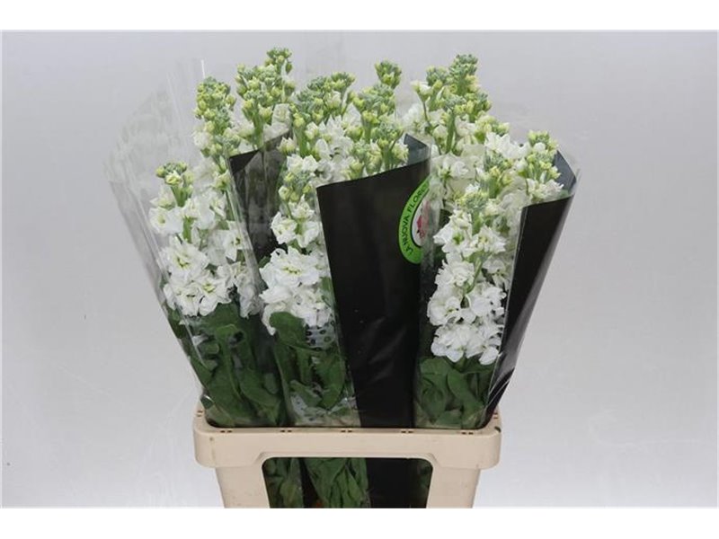 Matth. White 70cm c2436