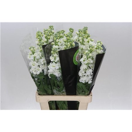 Matth. White 70cm c2436