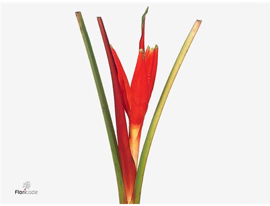 Monstera S (sg) c2447