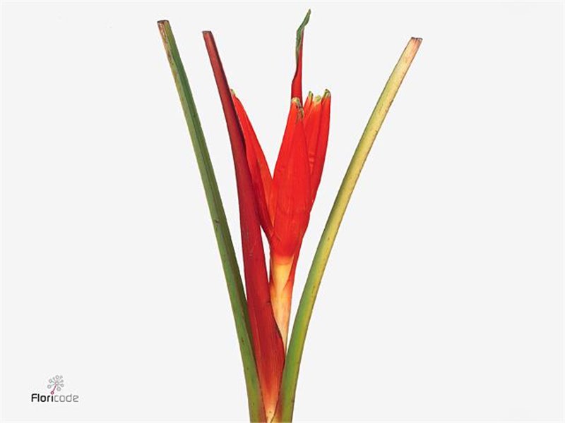 Monstera S (sg) c2447