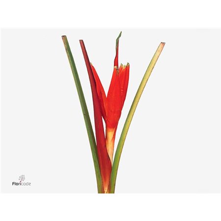 Monstera S (sg) c2447