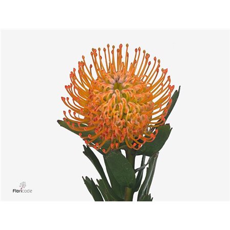 Proteja Ayoba Sun c2458