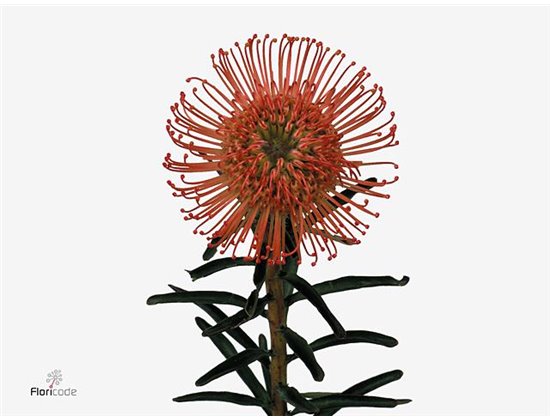 Proteja Succession c2459