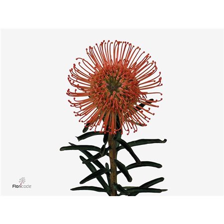 Proteja Succession c2459