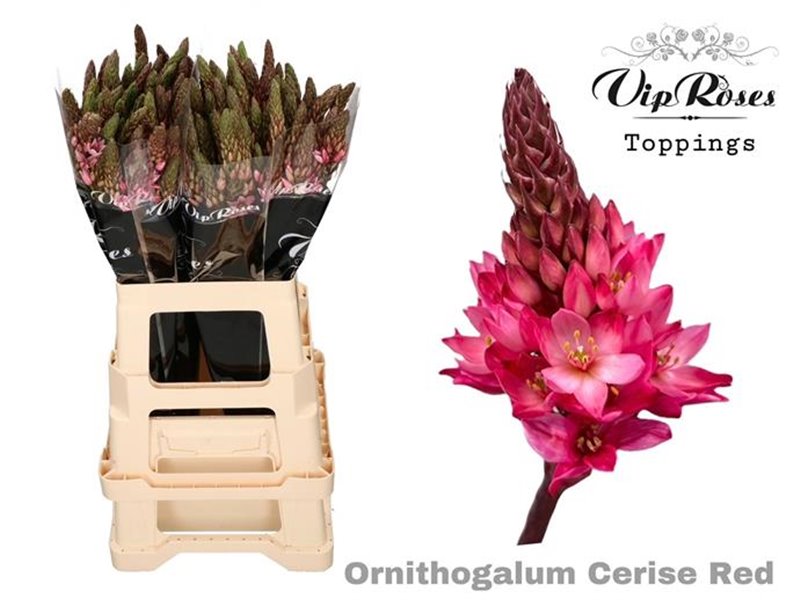 Ornithogalum Mount Fuji Cerise Red c2468