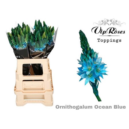 Ornithogalum Mount Fuji Ocean Blue c2469