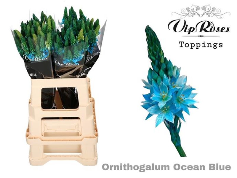 Ornithogalum Mount Fuji Ocean Blue c2470