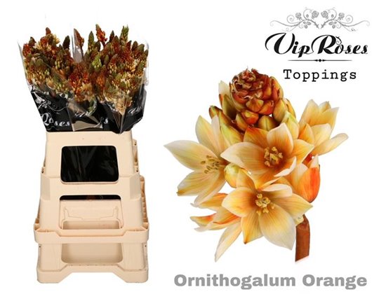 Ornithogalum Mount Fuji Orange c2472
