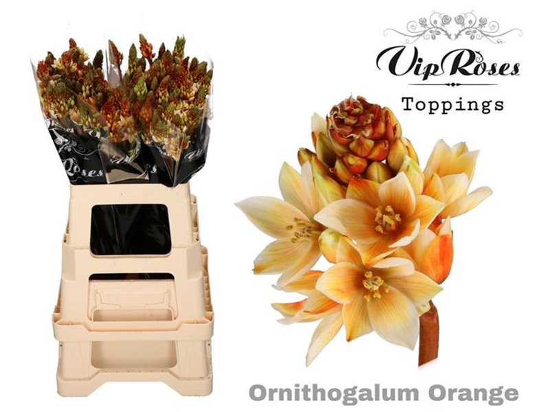 Ornithogalum Mount Fuji Orange c2472