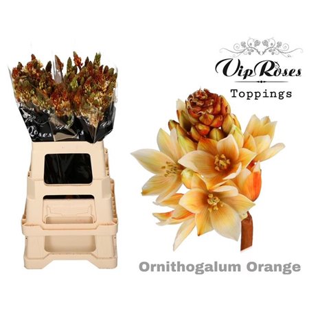 Ornithogalum Mount Fuji Orange c2472