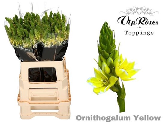 Ornithogalum Mount Fuji Yellow c2476