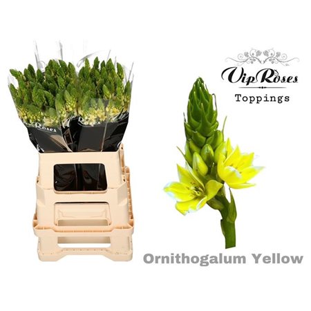 Ornithogalum Mount Fuji Yellow c2476