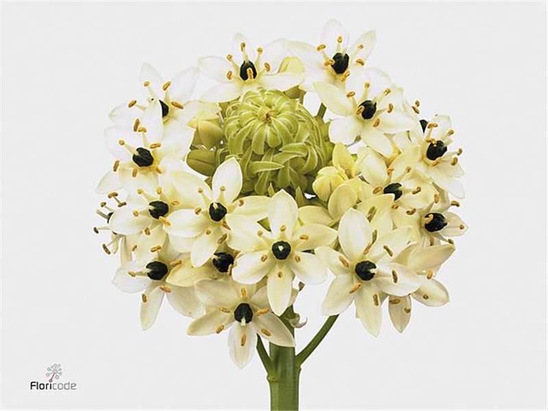 Ornithogalum Mount Fuji Yellow c2477