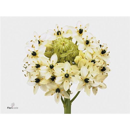 Ornithogalum Mount Fuji Yellow c2477