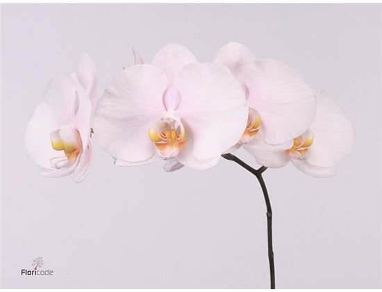 Phalaenopsis Alpha c2537