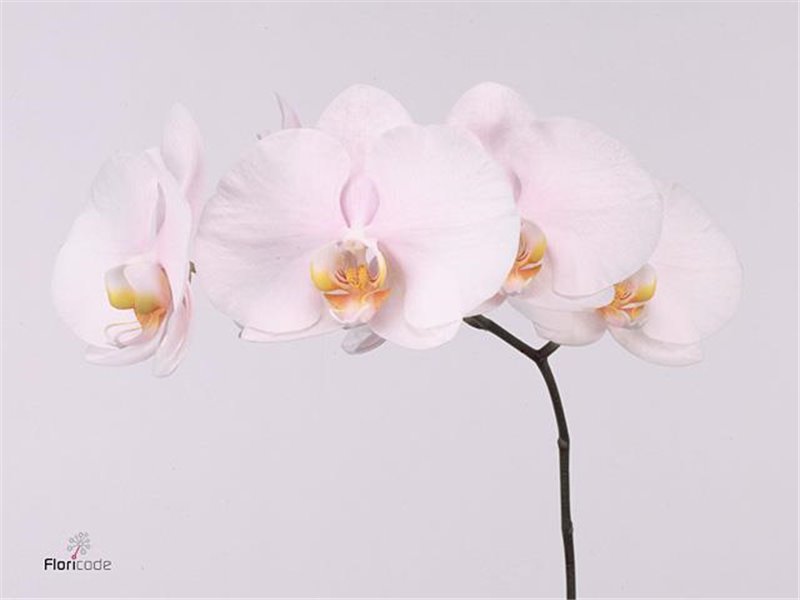 Phalaenopsis Alpha c2537