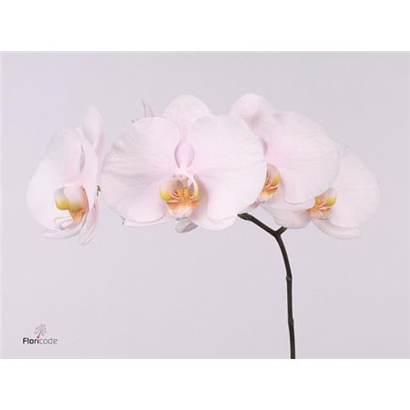 Phalaenopsis Alpha c2537