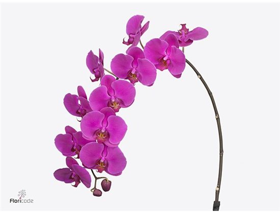 Phalaenopsis An Chiangmai c2538