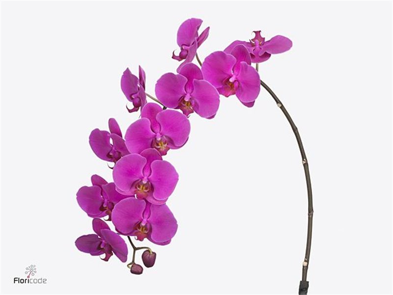 Phalaenopsis An Chiangmai c2538