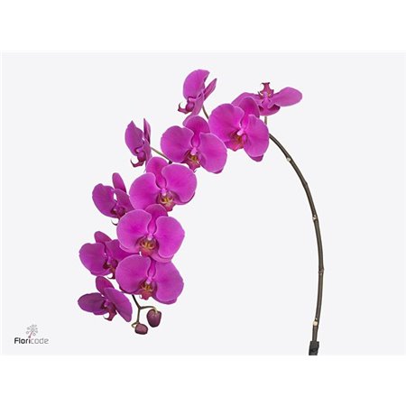 Phalaenopsis An Chiangmai c2538