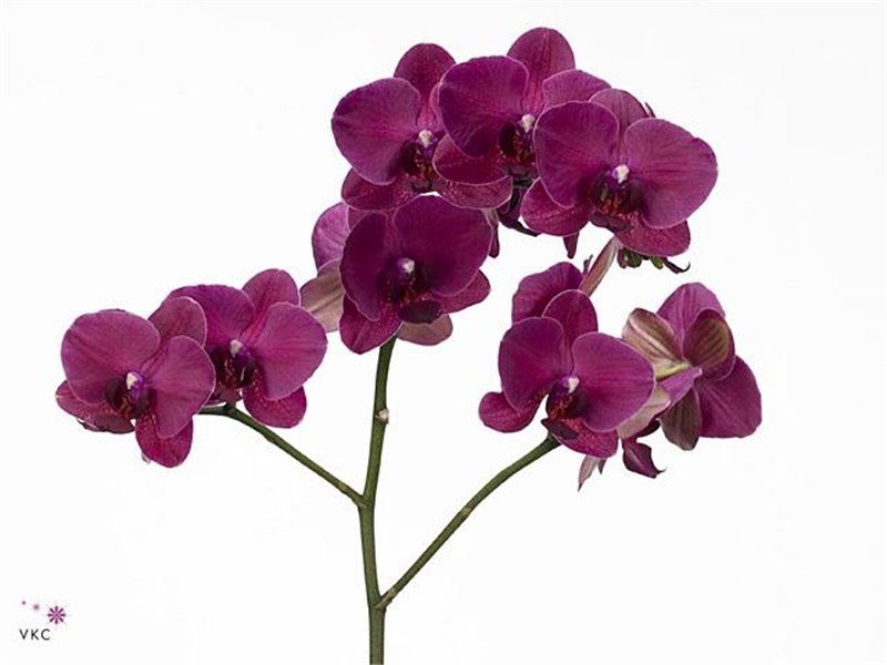 Phalaenopsis An Montreux c2540