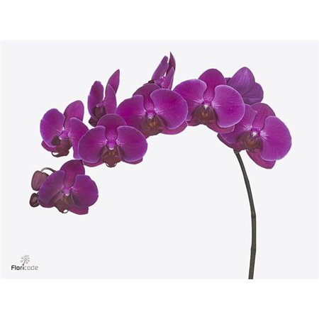 Phalaenopsis An Stellenbosch c2541