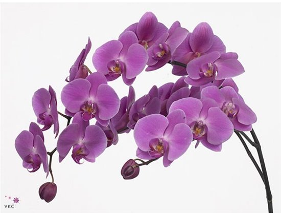 Phalaenopsis Anthura Kunming c2542