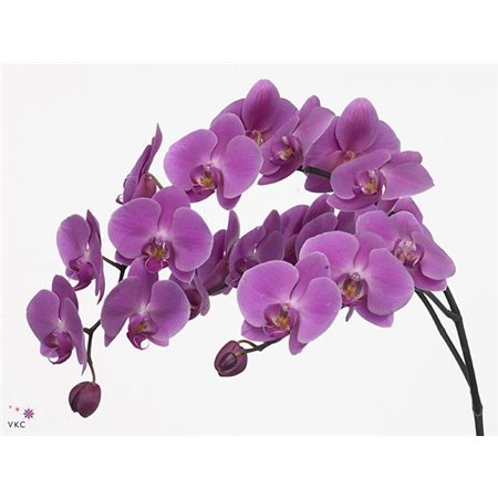 Phalaenopsis Anthura Kunming c2542
