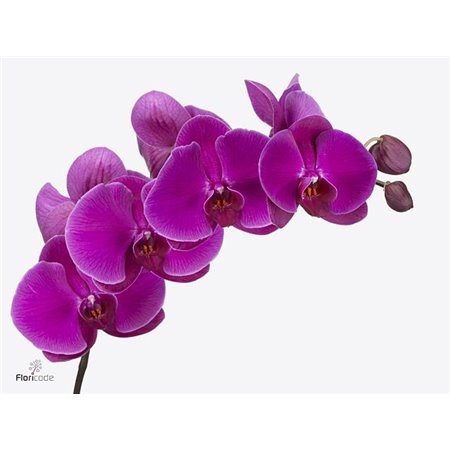 Phalaenopsis Beau Monde c2544