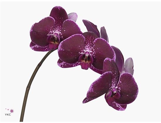 Phalaenopsis Fl Lie-de-vin c2545