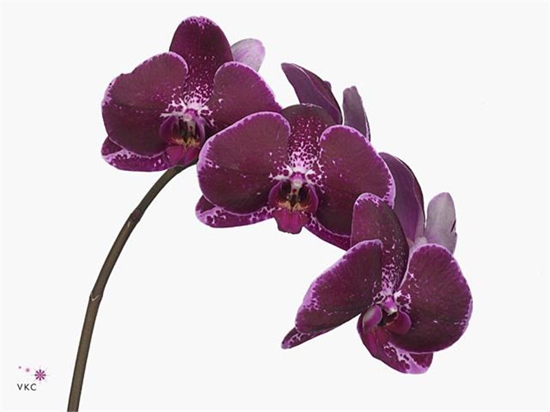 Phalaenopsis Fl Lie-de-vin c2545