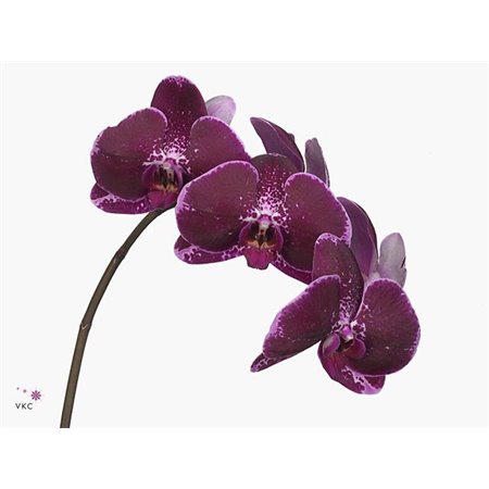 Phalaenopsis Fl Lie-de-vin c2545