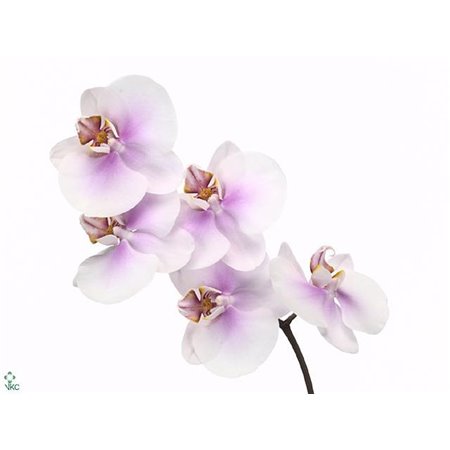 Phalaenopsis Kobe c2550