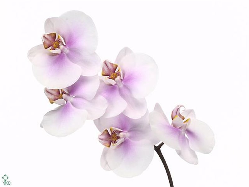 Phalaenopsis Okayama c2551
