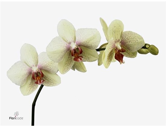 Phalaenopsis Okayama c2552
